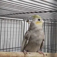 عروس هلندی آهویی جهت معاوضه