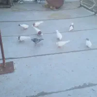 کبوتر پرشی