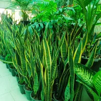 به مناسبت افتتاحیه گل آپارتمانی  به قیمت تولید