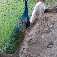 پرنده بهشتی|پرنده|بندر انزلی, جفرود پایین|دیوار