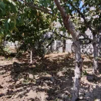 باغ و باغچه چسب امکانات/ برق/ آب / سند/|فروش زمین و ملک کلنگی|تهران, جوادیه|دیوار