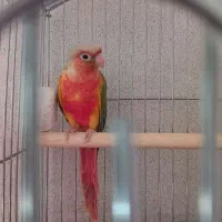 طوطی گرینچیک اکستریم