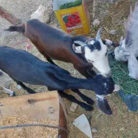 دو عدد کهر یک نر یک ماده  سر حال|حیوانات مزرعه|بلوک, |دیوار