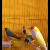 فنج گلدین