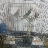 جوجه عروس هلندی 6ماهه