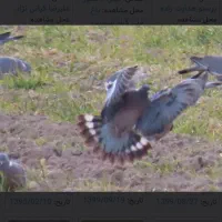 کبوتر، کفتر|پرنده|فولادشهر, B2|دیوار