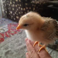 جوجه بومی ۲ ماهه خوشرنگ