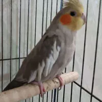 عروس هلندی جفت نر و ماده مولد|پرنده|بندر امام خمینی, |دیوار