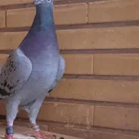 کبوتر پلاکی