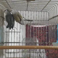 طوطی کوتوله رنگ خاص زینتی