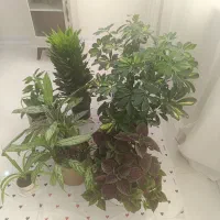 گل آپارتمانی