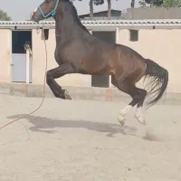 فروش اسب به صورت چکی|اسب و تجهیزات اسب‌سواری|تهران, حر|دیوار