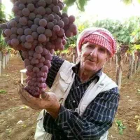 فروش انواع نهال در نهالستان بزرگ آذربایجان