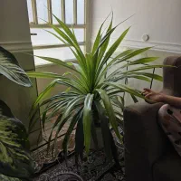 فروش گل|گل و گیاه طبیعی|جنت, |دیوار