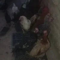 مرغ و خروس و جوجه