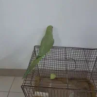 طوطی ملنگو جوانه سه چهار ماهه آماده یادگیری و دستی
