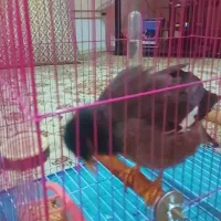 دوتا مرغ مینا سخنگو|پرنده|کرمانشاه, |دیوار