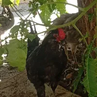خورس گلین بدون پررنگی