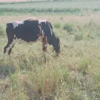 گاو گوساله