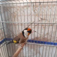 سهره سرسیا 10عدد نقش