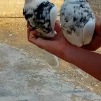 یک جفت الماسی عتیقه