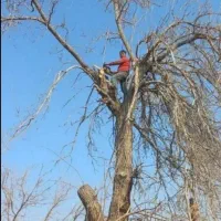 نیسان کمپرسی خریدار. چوب