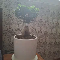 گل بنسای فیکوس ،ریشه جیسینگ