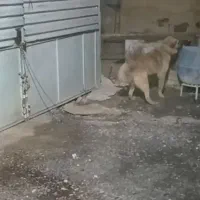 درب کارگاه.تانک نفت
