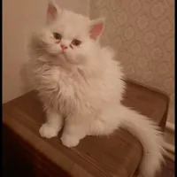 گربه سفید پرشین دو ساله