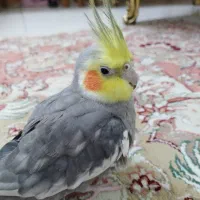 عروس سخنگو