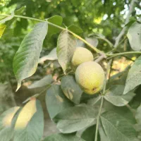 درخت گردو به همراه محصول زیاد