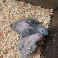 جوجه گیرنچک ۱ماه|پرنده|شاهین‌شهر, شهرک گلدیس|دیوار