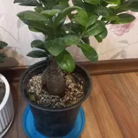 بنسای شاداب