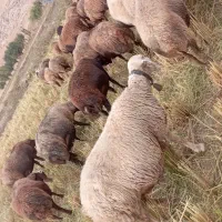 میش زایده شیره دار