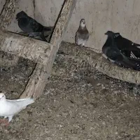 فروش ۱۵ عدد کبوتر خوب جفت ۳۰۰ تومان|پرنده|کاکی, |دیوار