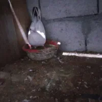 کفتر|پرنده|قشم, |دیوار