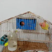 کوتوله|پرنده|تایباد, |دیوار