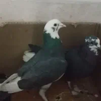 کبوتر|حیوانات|قم, باغ کرباسی|دیوار