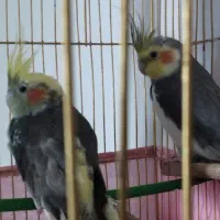 یک جفت عروس هلندی