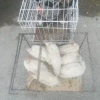 بلدرچین تخم گذار مرغ شاخدار|حیوانات مزرعه|هندیجان, |دیوار