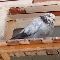 فروش سه کبوتر ، دو نر و یک ماده