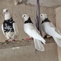 فروش چند عدد طوقی بدون خطا|پرنده|چمران, |دیوار