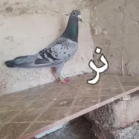 تعدادی کبوترو بوقلمون|پرنده|میانه, |دیوار