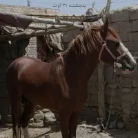 اسب یورقه|اسب و تجهیزات اسب‌سواری|مشهد, راه آهن|دیوار