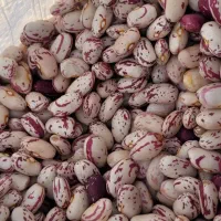 لوبیاچیتی سراب