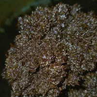 فروش انواع سبزیجات آماده مصرف|خوردنی و آشامیدنی|رشت, جهاد|دیوار