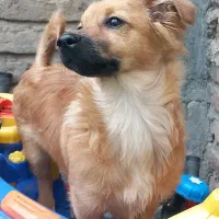 سگ 1500|سگ|ملایر, |دیوار