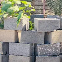طوطی ملنگو|پرنده|بندرعباس, |دیوار
