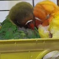 طوطی برزیلی دو ماهه تازه دون خور|پرنده|فردیس, شهرک شهید حسینی|دیوار