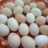 تخم مرغ نطفه دار